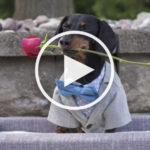 VIDEO: Dachshund Gives Away His First Rose As Bachelor to Lucky Pup