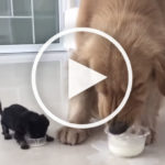 VIDEO: Golden Retriever Completely Adores Tiny Puppy Brother From First Sight