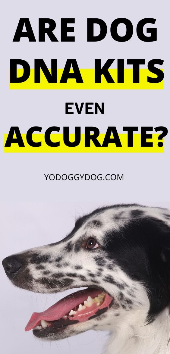 The NonSalesy, NoBull Guide on Doggy DNA + 4 Best Dog DNA Tests on Amazon YoCanine