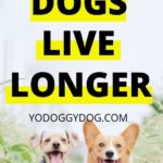 dog live longer 2