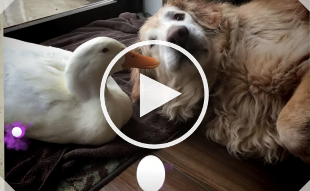 dog and duck video