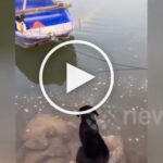VIDEO: Heroic Dog Rescues Canine Friend Trapped on Abandoned Boat