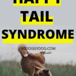 happy tail syndrome