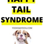 happy tail syndrome 2