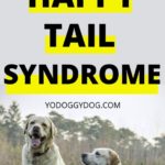 happy tail syndrome 4