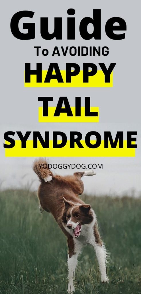 10 Things You Must Know About Happy Tail Syndrome In Dogs Symptoms