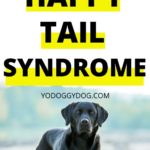 happy tail syndrome 5