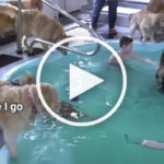 VIDEO: Dog Surprised by Massive and Wild Golden Retriever Pool Party