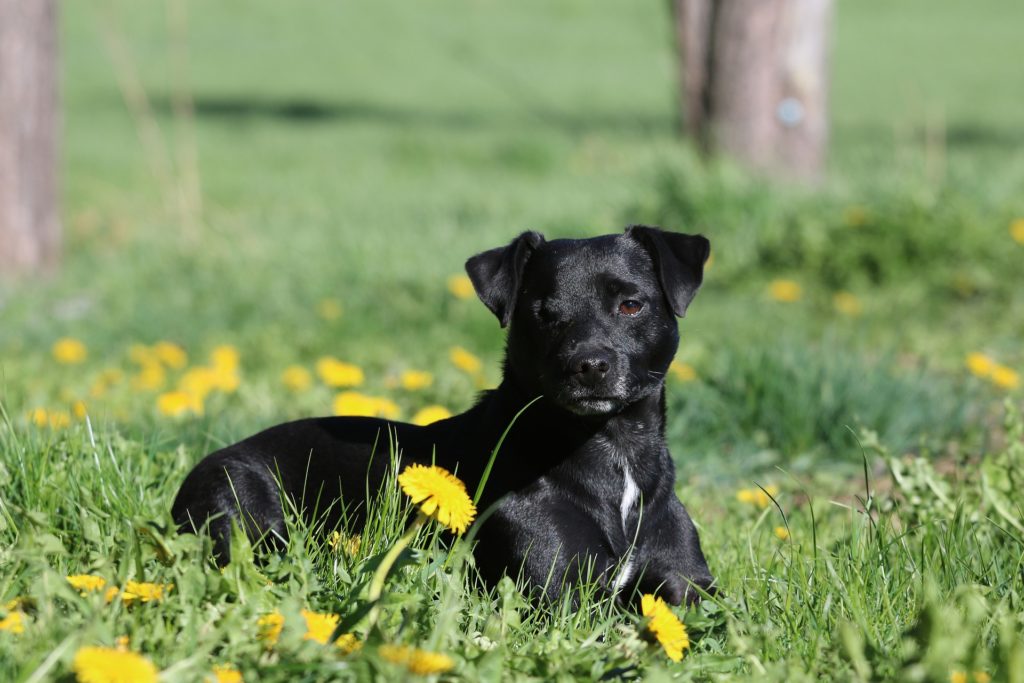 Patterdale Terrier Dog Breed
