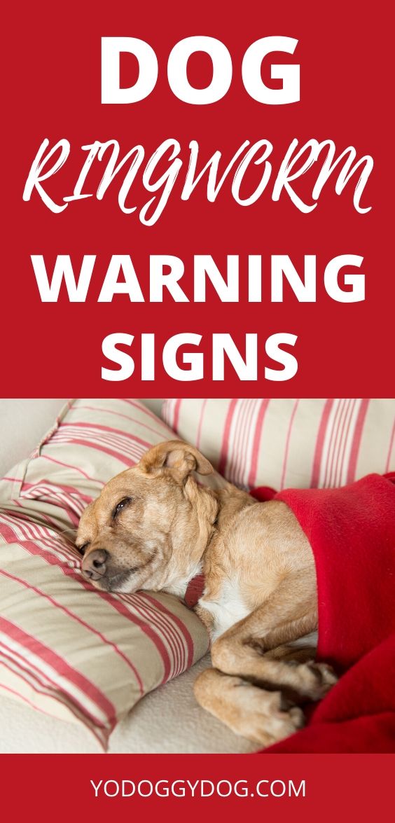 4 Ways to Know If Your Dog Has Ringworm + Treatment Steps | YoCanine