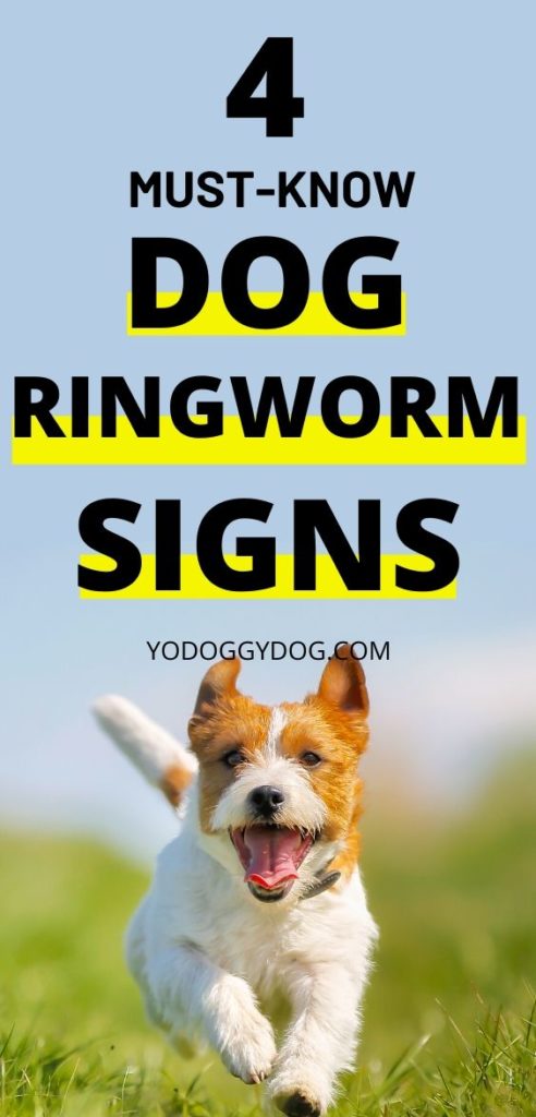 4 Ways to Know If Your Dog Has Ringworm + Treatment Steps | YoCanine