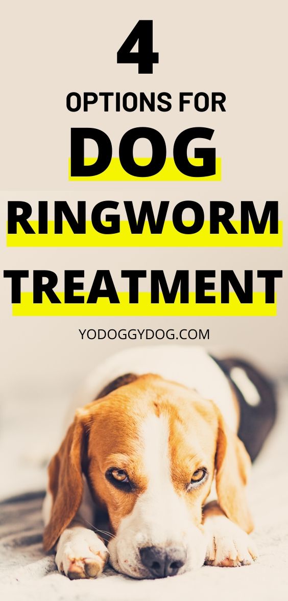 4 Ways to Know If Your Dog Has Ringworm + Treatment Steps | YoCanine