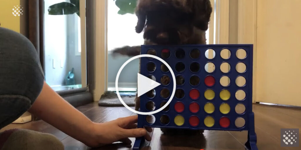 dog plays game trick video