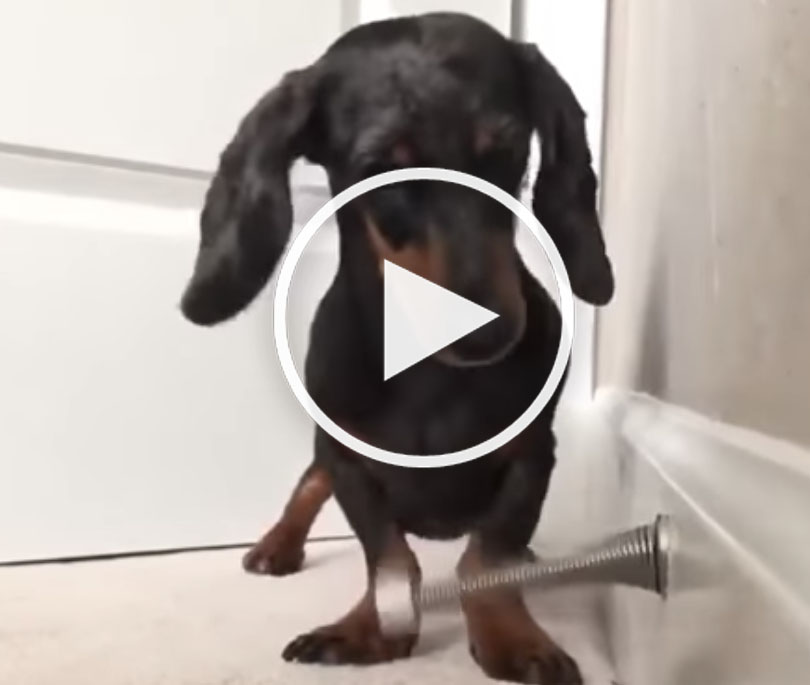 funny dachshund video door stopper