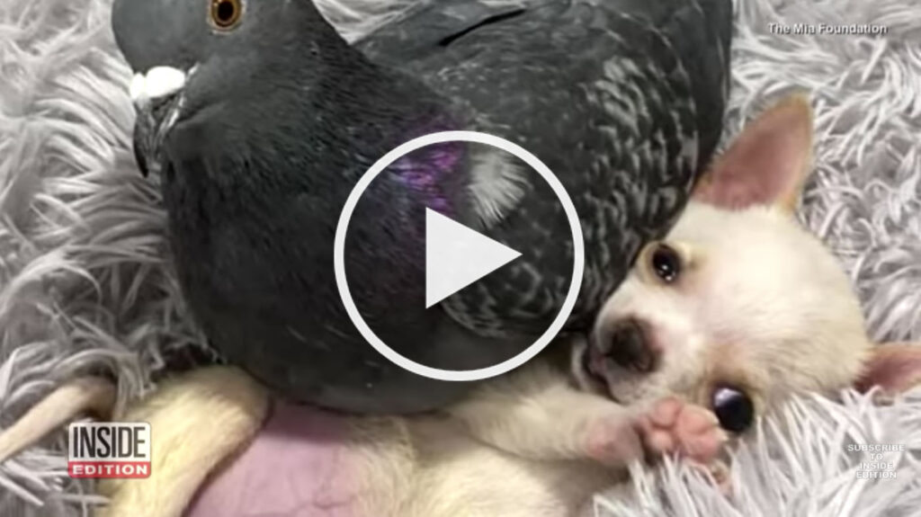 dog pigeon unlikely friends