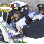 VIDEO: Dachshund Cops Patrol to Find Illegal Treat Dealer
