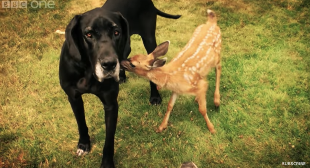 dog and deer video