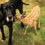 VIDEO: Dog Babysits Baby Deer After Abandoned by Mother