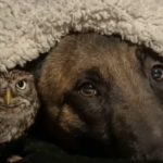 VIDEO: German Shepherd Befriends Tiny Owl and Falls In Love