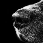 Dog Care: A Guide on Protecting Your Dog’s Nose