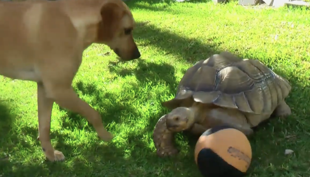 dog turtle video