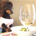 VIDEO: Dachshund Gets Stuck in Owner's Body, Goes Shopping