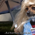 VIDEO: Dog Anchors Nightly News Cast with Puppy Field Reporter