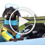 Dachshunds Race NASCAR Style in Fierce Competition