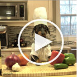 VIDEO: Dachshund Chef Whips Up Fresh Chili for Mom