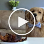 VIDEO: Dog Left Alone with Chicken. Will He Resist?