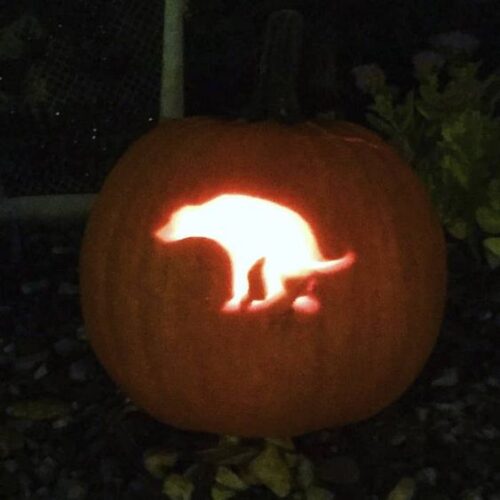 10 Dog Pumpkin Carving Stencil Ideas for Kids + Adults | YoCanine