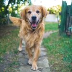 6 Reasons to Give Your Pet CBD Oil
