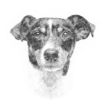 6 Things to Do With a Custom Dog Portrait
