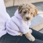 First Time Dog Owner Tips
