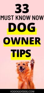 33 First Time Dog Owner Tips Every Dog Owner Should Know | YoCanine