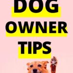 First Time Dog Owner Tips 3