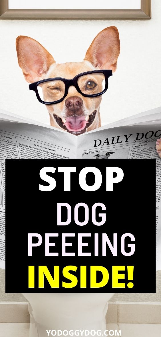 How To Stop Dog From Peeing Inside: 9 Rules You’re Not Following | YoCanine