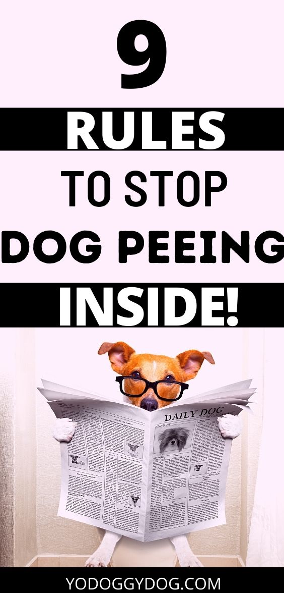 How to Stop Dog from Peeing Inside 9 Rules You’re Not Following YoCanine