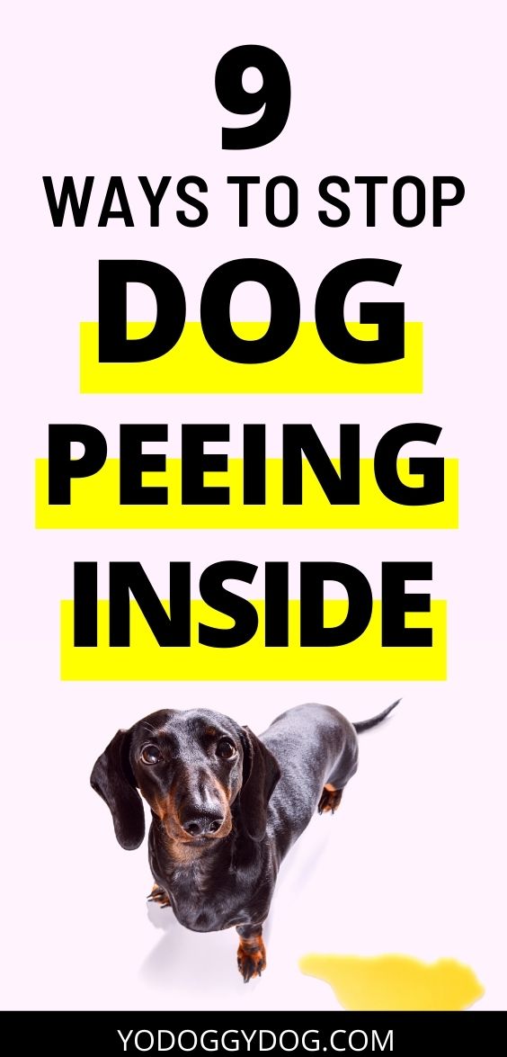 How to Stop Dog from Peeing Inside 9 Rules You’re Not Following YoCanine