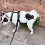 How to Stop Dog from Peeing Inside: 9 Rules You’re Not Following