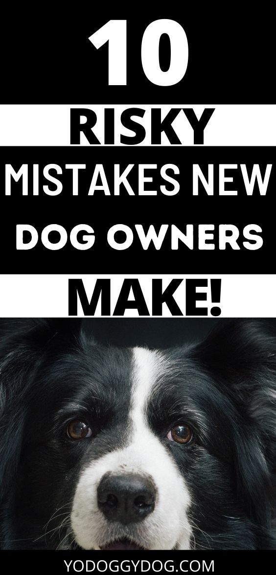 10 Risky Mistakes New Dog Owners Make | YoCanine