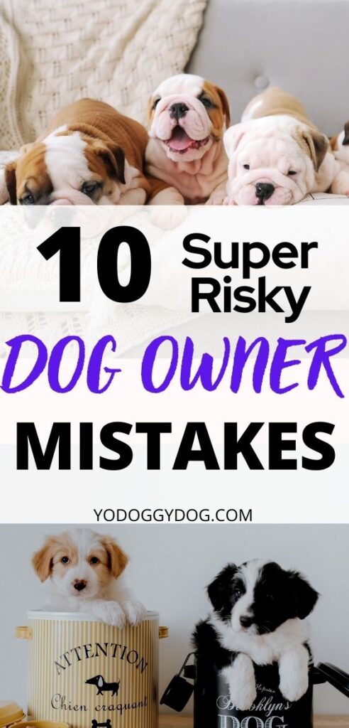 10 Risky Mistakes New Dog Owners Make | YoCanine