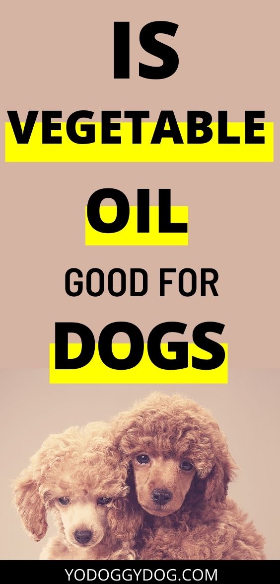 Vegetable Oil for Dogs Good, Bad, or Dangerous Hazard? YoCanine