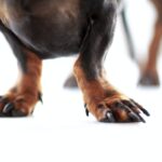 How to Stop Dog Licking Paws