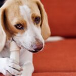 Turkey Tail Mushroom for Dogs: Benefits, Dosage, Precautions