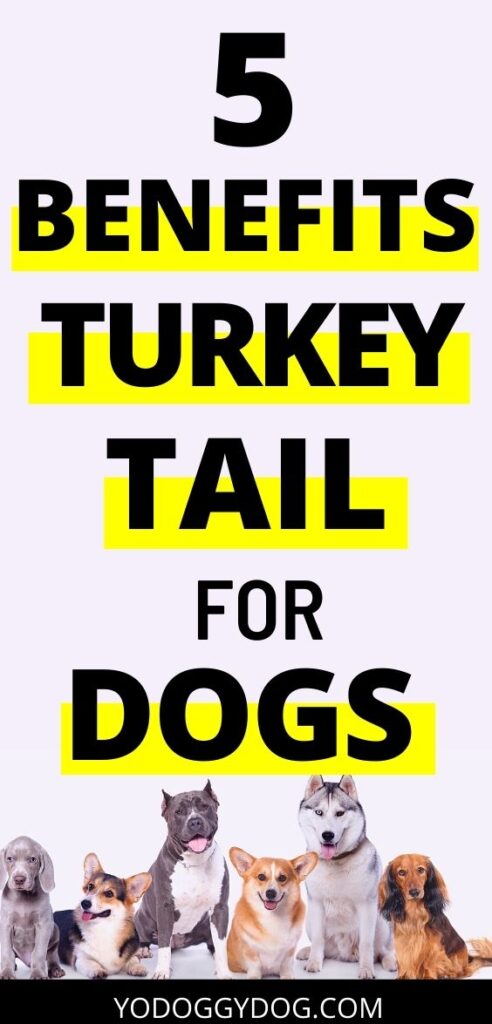 Turkey Tail Mushroom for Dogs: Benefits, Dosage, Precautions – YoCanine