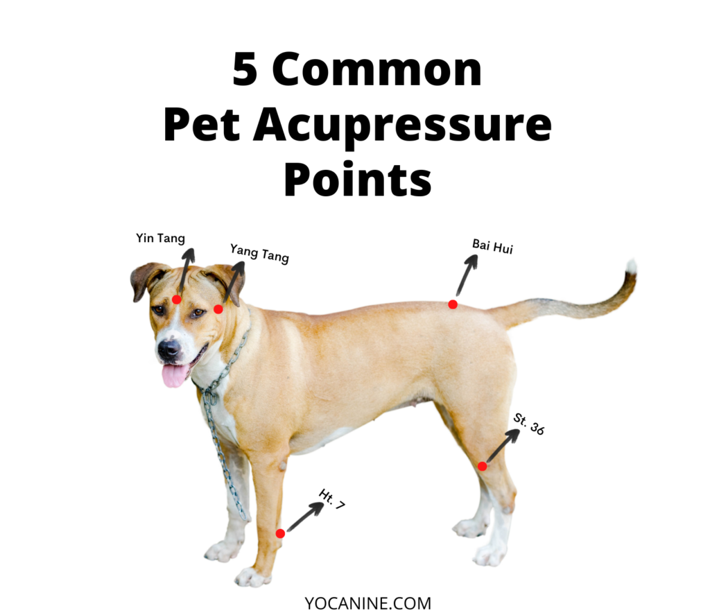 dog acupressure points, dog chakras