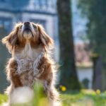 Here’s How COVID-19 Changed Your Dog And You