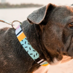Different Types of Dog Collars: Finding the Right One for Your Pet
