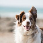 How Can You Use Lignans For Your Dogs?